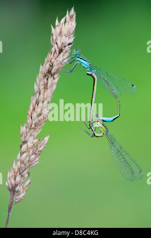 Ruota di accoppiamento del Blu-tailes damselflies (ischnura elegans), goldenstedt, Bassa Sassonia, Germania Foto Stock