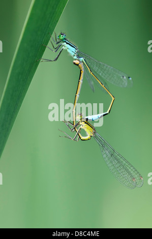 Ruota di accoppiamento del Blu-tailes damselflies (ischnura elegans), goldenstedt, Bassa Sassonia, Germania Foto Stock