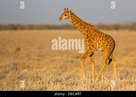 Giraffe (Giraffa camelopardalis), Strada a Okondeka Waterhole, Namibia Foto Stock