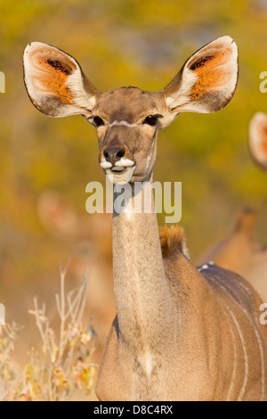 Kudu maggiore (Tragelaphus strepsiceros), Strada per Nuamses Waterhole, Namibia Foto Stock