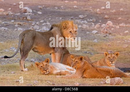 Gruppo di leoni (Panthera leo), Koinachas Fontana, Namibia Foto Stock