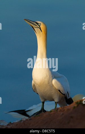 Northern Gannet (Sula bassana), Helgoland, Germania Foto Stock