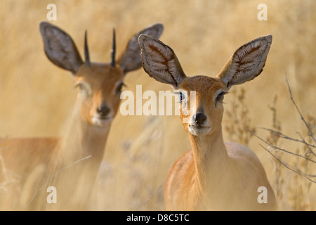 Due Steenboks (Raphicerus campestris), Strada per Ondongab, Namibia Foto Stock
