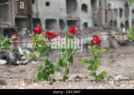 Savar, Dhaka, Bangladesh. Il 24 maggio 2013. Una famiglia bengalese membro di un indumento mancante operatore colloca le rose sul filo spinato come essi rende omaggio alle vittime presso il sito di aprile 2013 Edificio di nove piani crollo in Savar, nella periferia di Dhaka il 24 maggio 2013. Alcuni 290 corpi non identificati sono stati sepolti dopo i campioni di DNA sono stati raccolti in modo che corrispondano a quelli di parenti come l'esercito del Bangladesh avvolto nella sua ricerca Maggio 14, 2013 per gli organismi presso il sito del crollo dell'edificio. Disastri industriali dal novembre hanno ucciso almeno 1.250 lavoratori. Â©Monirul Alam (credito Immagine: © M Foto Stock