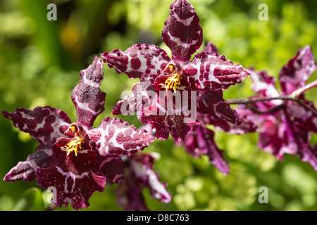 Orchid Odontoglossum Foto Stock