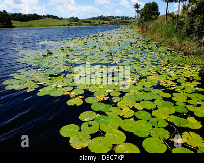 Piccolo lago in motivi di Byron Bay agriturismo bangalow road Byron Bay Nuova Galles del Sud Foto Stock