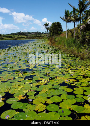 Piccolo lago in motivi di Byron Bay agriturismo bangalow road Byron Bay Nuova Galles del Sud Foto Stock