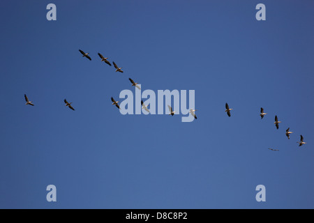 Pellicani volare in formazione, il Delta del Danubio Riserva della Biosfera, vicino a Tulcea, Romania Foto Stock