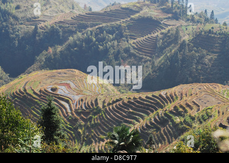 Il Longsheng terrazze di riso, Guilin, Guangxi, Cina del Sud Foto Stock