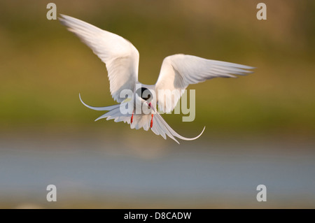 Common tern, Sterna hirundo, mare del Nord, texel, Paesi Bassi Foto Stock