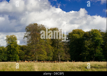 Cervi, pack, solchi stagione, Cervus elaphus, Klampenborg, Danimarca, Foto Stock