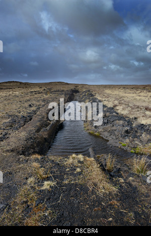 Irish Bog Sphagnum moss rilascia composti che preservare il tessuto umano, come il muschio decade, diventa la torba che può essere bruciato. Foto Stock