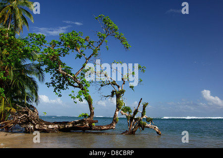 Spiaggia tropicale in Zapatilla Cay Foto Stock