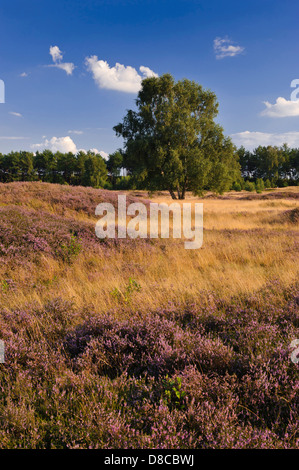 Heathlands, pestruper gräberfeld, wildeshausen, Bassa Sassonia, Germania Foto Stock