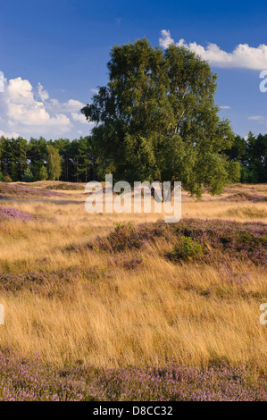 Heathlands, pestruper gräberfeld, wildeshausen, Bassa Sassonia, Germania Foto Stock