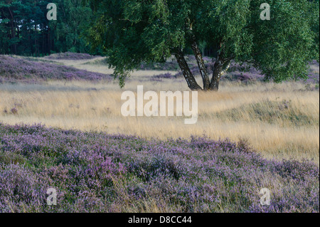 Heathlands, pestruper gräberfeld, wildeshausen, Bassa Sassonia, Germania Foto Stock