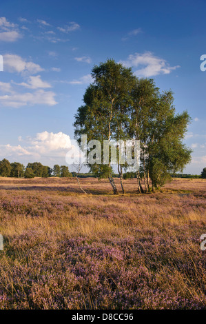 Heathlands, pestruper gräberfeld, wildeshausen, Bassa Sassonia, Germania Foto Stock