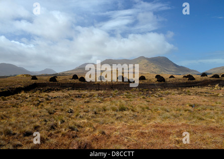 Irish Bog Sphagnum moss rilascia composti che preservare il tessuto umano, come il muschio decade, diventa la torba che può essere bruciato. Foto Stock