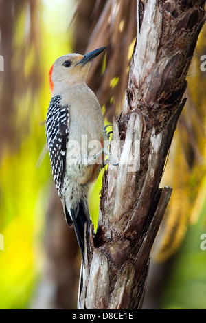 Rosso-Picchio panciuto (femmina) - Verde Cay zone umide - Boynton Beach, Florida USA Foto Stock