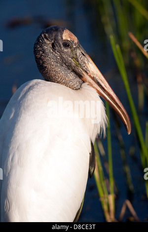 Cicogna in legno - Verde Cay zone umide - Boynton Beach, Florida USA Foto Stock