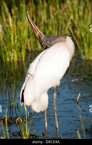 Cicogna in legno - Verde Cay zone umide - Boynton Beach, Florida USA Foto Stock