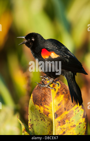 Maschio rosso-winged Blackbird Singing - Verde Cay zone umide - Boynton Beach, Florida USA Foto Stock