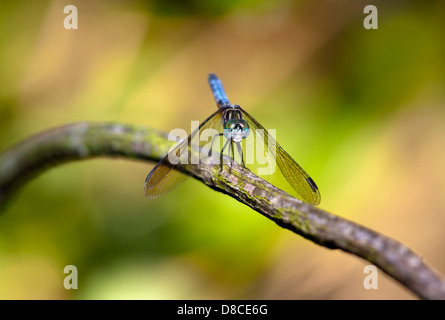 Blu a forma di libellula Dasher - Verde Cay zone umide - Boynton Beach, Florida USA Foto Stock