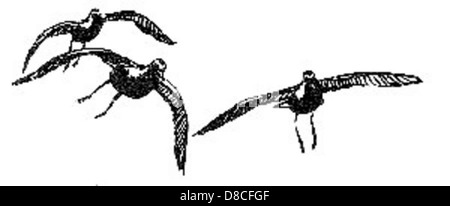 Un disegno artistico di un uccello plover dorato, che mostra le sue caratteristiche dettagliate e la bellezza naturale. L'illustrazione enfatizza il piumaggio e la postura dell'uccello. Foto Stock