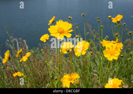 Giallo fiore coreopsis vicino a un lago Foto Stock