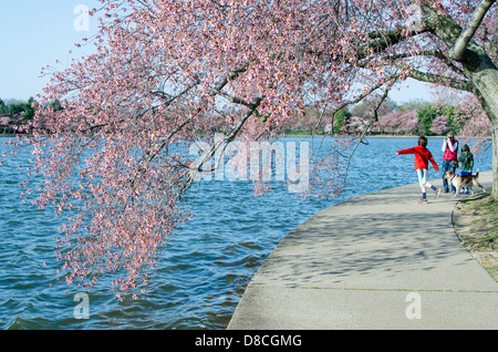 Famiglia giocando al Cherry Blossom Festival Foto Stock