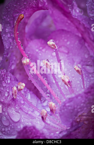 Gocce d'acqua sulla viola Rhododendron Azalea pistilli sotto la pioggia Foto Stock