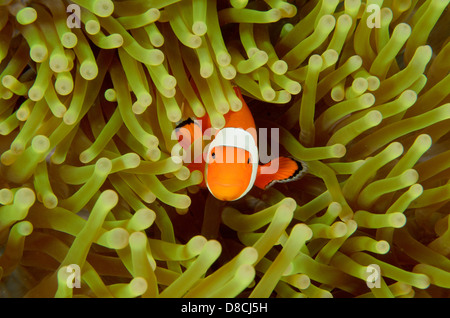 False clown anemonefish, Amphiprion ocellaris, a Tatawa Besar, Indonesia. Foto Stock