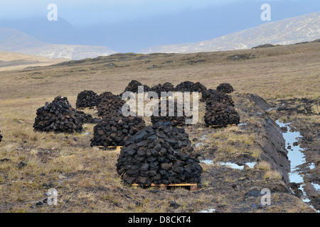 Irish Bog Sphagnum moss rilascia composti che preservare il tessuto umano, come il muschio decade, diventa la torba che può essere bruciato. Foto Stock