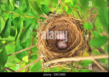 Nido di uccelli con due uova Foto Stock