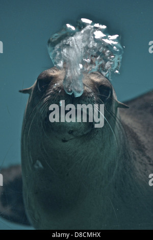 Il leone marino della California ( Zalophus californianus ) a nuotare in un acquario del serbatoio Foto Stock