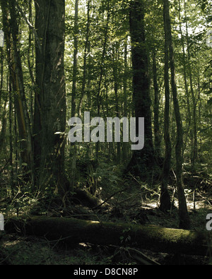 Questa immagine mostra la Great Dismal Swamp, una grande area umida situata nel sud-est degli Stati Uniti. La palude è sede di diverse specie di fauna selvatica, tra cui uccelli, anfibi e specie vegetali, ed è un importante ecosistema per la filtrazione dell'acqua e la biodiversità. Foto Stock