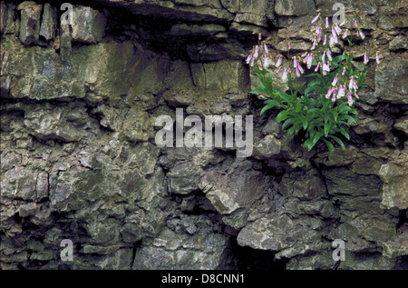 Il Penstemon hirsutus, noto anche come la lingua della barba pelosa, è un fiore selvatico con fiori viola e bianchi. Si trova in boschi rocciosi o aperti, che prosperano in terreni ben drenati. Foto Stock