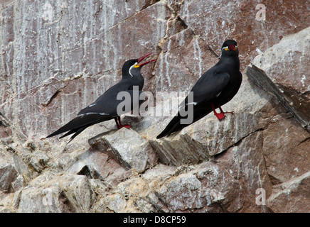 Nazionale riserva Paracas. Il Perù. Inca Tern Larosterna inca in te isole Ballestas. Foto Stock