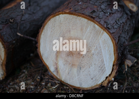 Chiudere fino in legno del tronco di albero che mostra gli anelli di età e linee Foto Stock