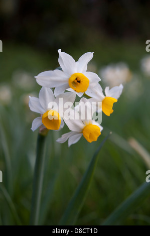 Narcissus tazetta, crescendo in Andalusia, Spagna. Febbraio. Foto Stock