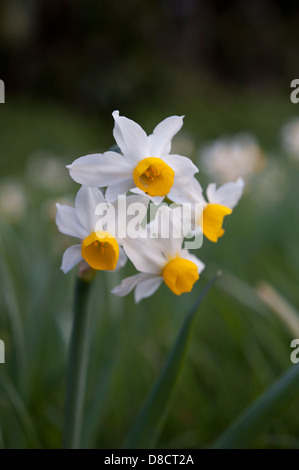 Narcissus tazetta, crescendo in Andalusia, Spagna. Febbraio. Foto Stock