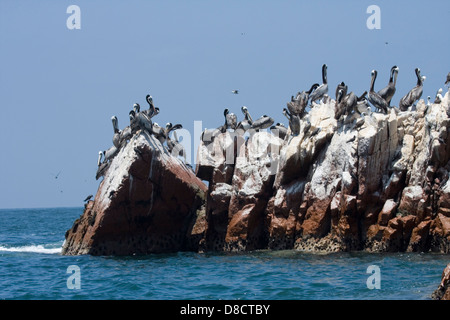 Pellicani seduti sulle rocce sulle Isole Palomino, appena al largo della costa di Lima, Perù. Foto Stock