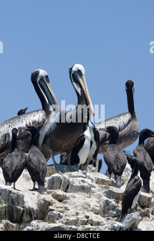 Pellicani e cormorani Guanay sull Isola Palomino, Perù. Foto Stock