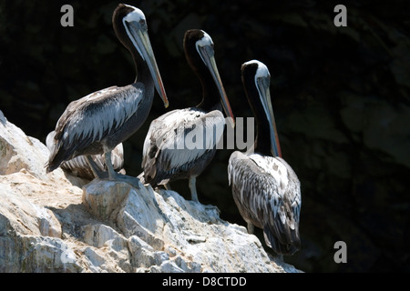 Tre pellicani sulle Isole Palomino, appena al largo della costa di Lima, Perù. Foto Stock