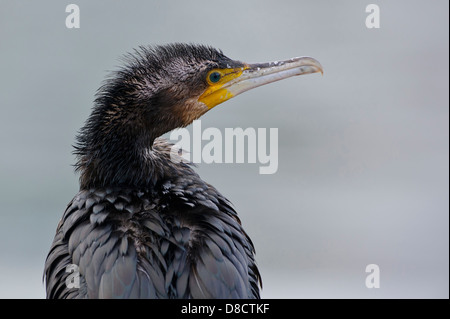 Cormorano phalacrocorax carbo sinensis, phalacrocorax carbo, Rügen, mecklenburg-vorpommern, Germania Foto Stock