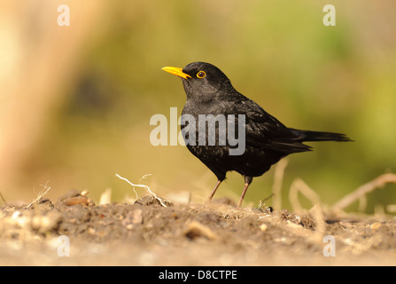 Merlo comune, turdus merula Foto Stock