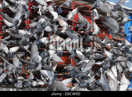 I piccioni viaggiatori sono liberati all'inizio di una gara. Foto di James Boardman. Foto Stock