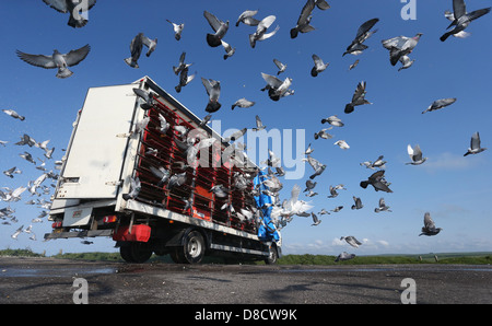 I piccioni viaggiatori sono liberati all'inizio di una gara. Foto di James Boardman. Foto Stock