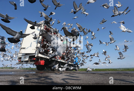 I piccioni viaggiatori sono liberati all'inizio di una gara. Foto di James Boardman. Foto Stock