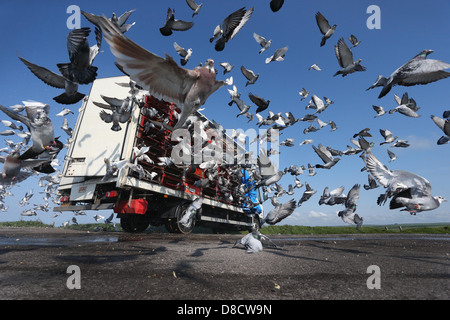 I piccioni viaggiatori sono liberati all'inizio di una gara. Foto di James Boardman. Foto Stock